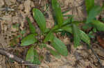 Appalachian rose gentian